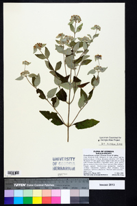 Pycnanthemum curvipes image