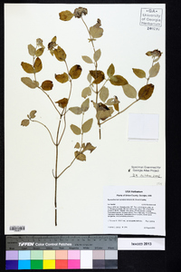 Pycnanthemum curvipes image