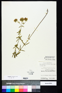 Pycnanthemum flexuosum image