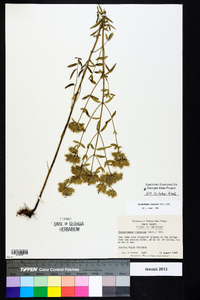 Pycnanthemum flexuosum image