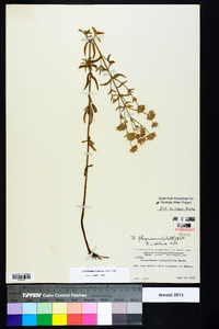 Pycnanthemum flexuosum image