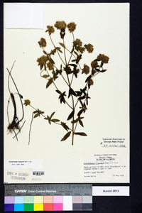 Pycnanthemum flexuosum image