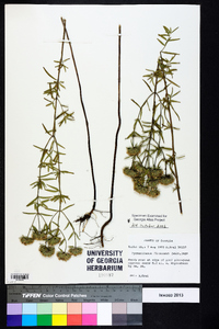 Pycnanthemum flexuosum image