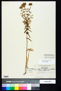 Pycnanthemum flexuosum image