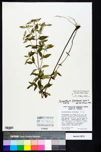 Pycnanthemum floridanum image