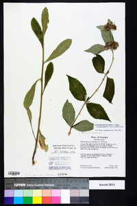Pycnanthemum puberulum image