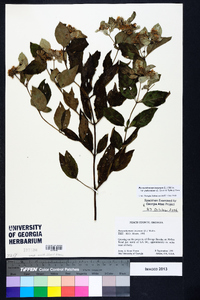Pycnanthemum puberulum image