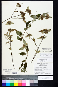 Pycnanthemum loomisii image