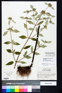 Pycnanthemum loomisii image