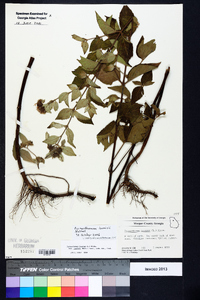 Pycnanthemum loomisii image