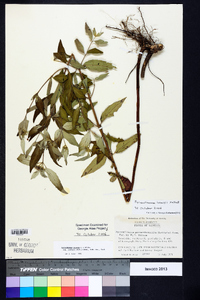 Pycnanthemum loomisii image