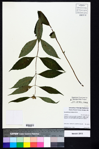 Pycnanthemum montanum image