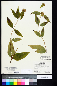 Pycnanthemum montanum image