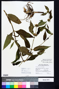 Pycnanthemum montanum image