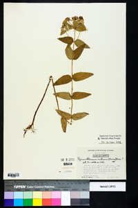 Pycnanthemum muticum image