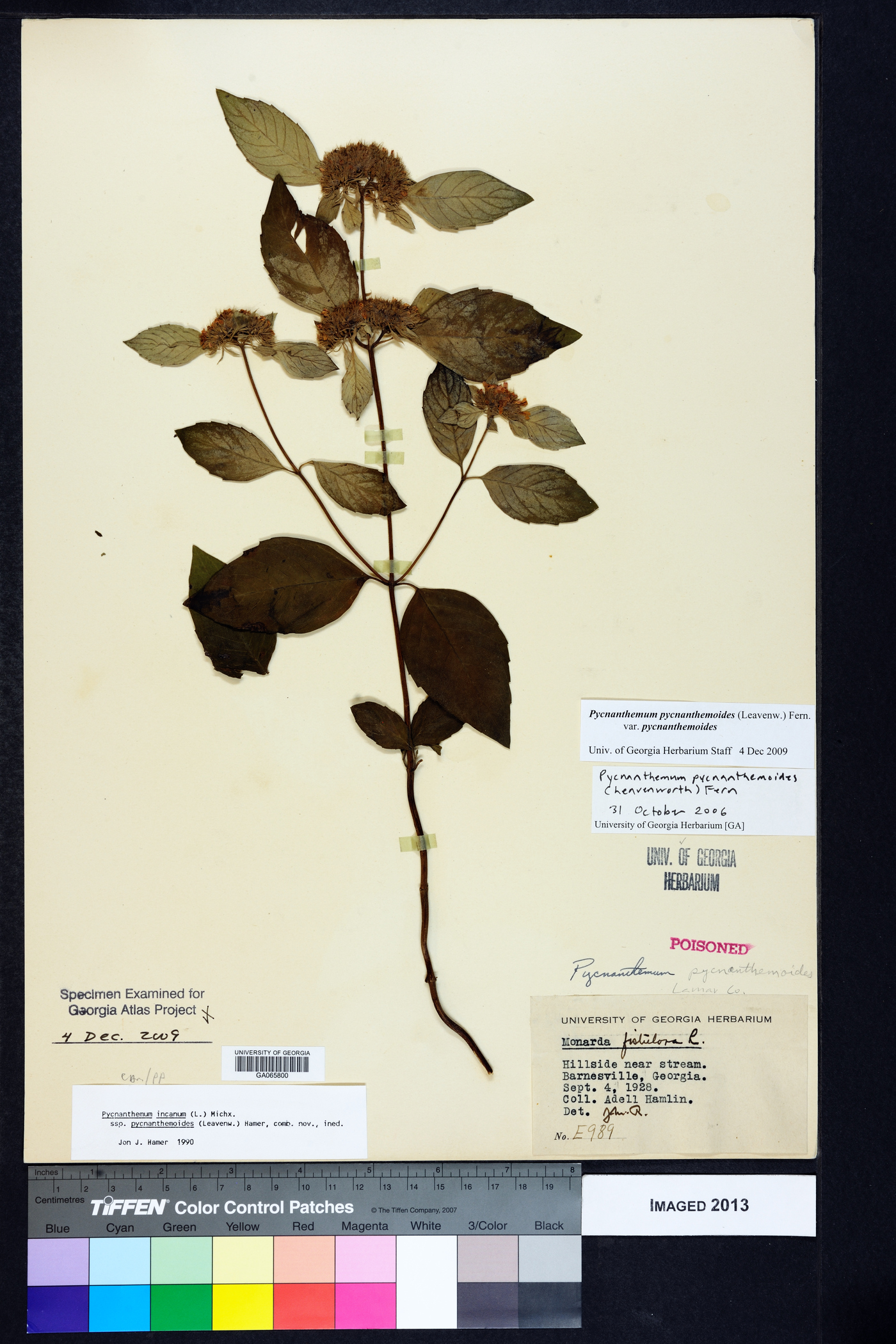 Pycnanthemum pycnanthemoides var. pycnanthemoides image