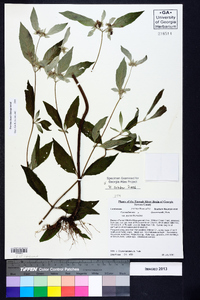 Pycnanthemum pycnanthemoides var. pycnanthemoides image