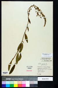 Salvia azurea var. grandiflora image