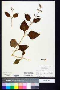 Salvia urticifolia image