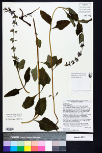 Salvia urticifolia image