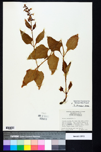Salvia urticifolia image