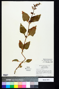 Salvia urticifolia image