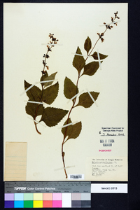 Salvia urticifolia image