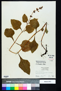 Salvia urticifolia image