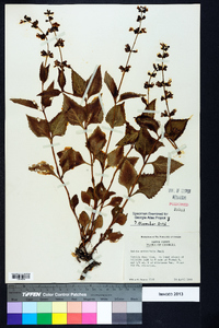 Salvia urticifolia image