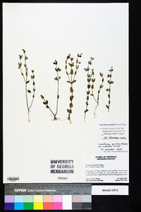 Scutellaria parvula var. australis image