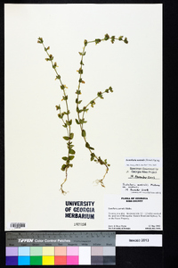 Scutellaria parvula image