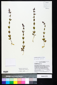 Scutellaria parvula var. australis image