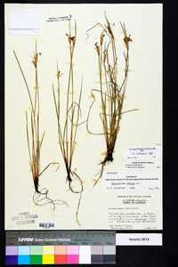 Sisyrinchium albidum image