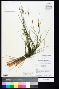 Sisyrinchium albidum image