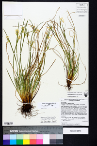 Sisyrinchium albidum image