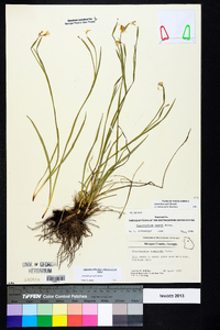 Sisyrinchium nashii image