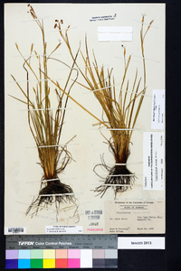 Sisyrinchium nashii image