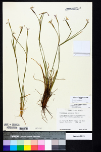 Sisyrinchium nashii image