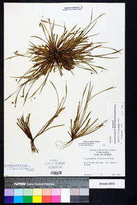 Sisyrinchium rosulatum image