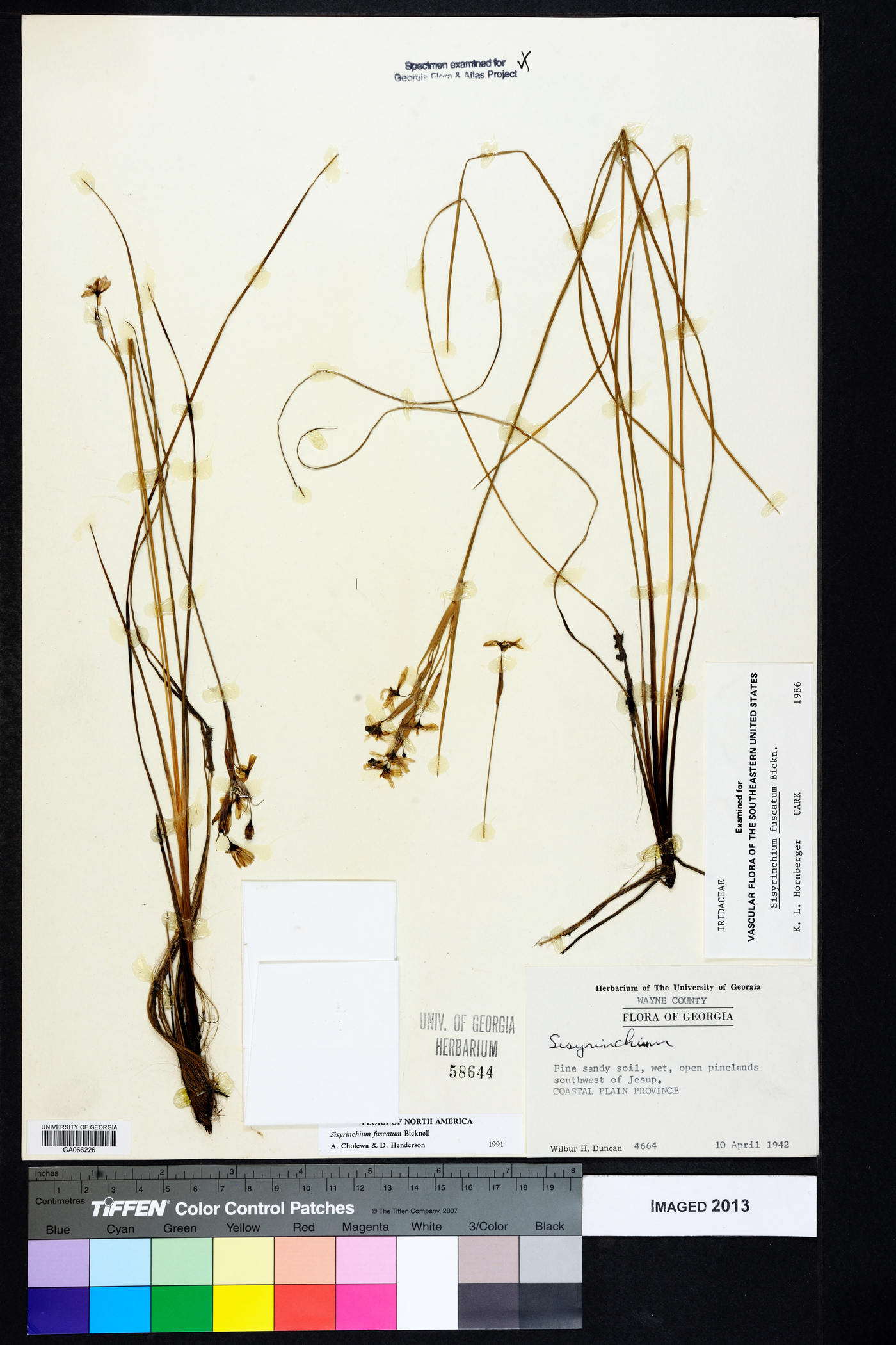 Sisyrinchium fuscatum image