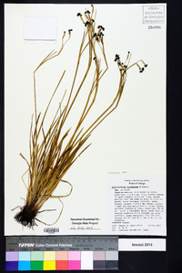 Sisyrinchium atlanticum image