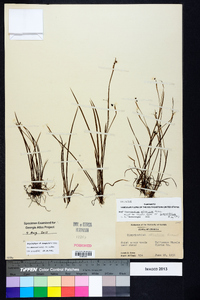 Sisyrinchium langloisii image