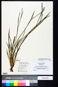 Sisyrinchium mucronatum image