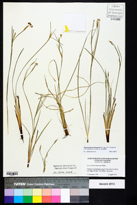 Sisyrinchium atlanticum image