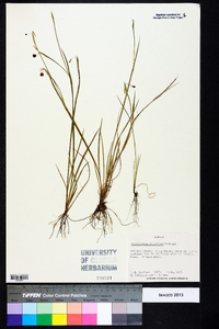 Sisyrinchium atlanticum image