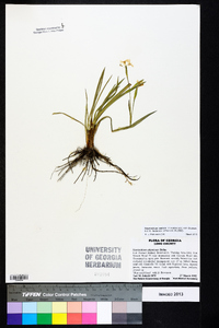 Sisyrinchium atlanticum image