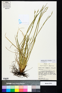 Sisyrinchium mucronatum image