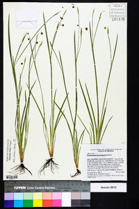 Sisyrinchium mucronatum image