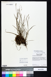 Sisyrinchium atlanticum image