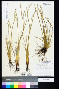 Sisyrinchium atlanticum image